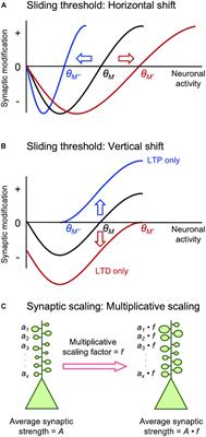 Mechanisms of Homeostatic Synaptic Plasticity in vivo